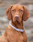 Digby & Fox Rolled Leather Dog Collar