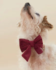 The Foggy Dog Bow Tie - Horse & Hound Tack Shop