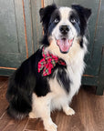 Large Dog Bow