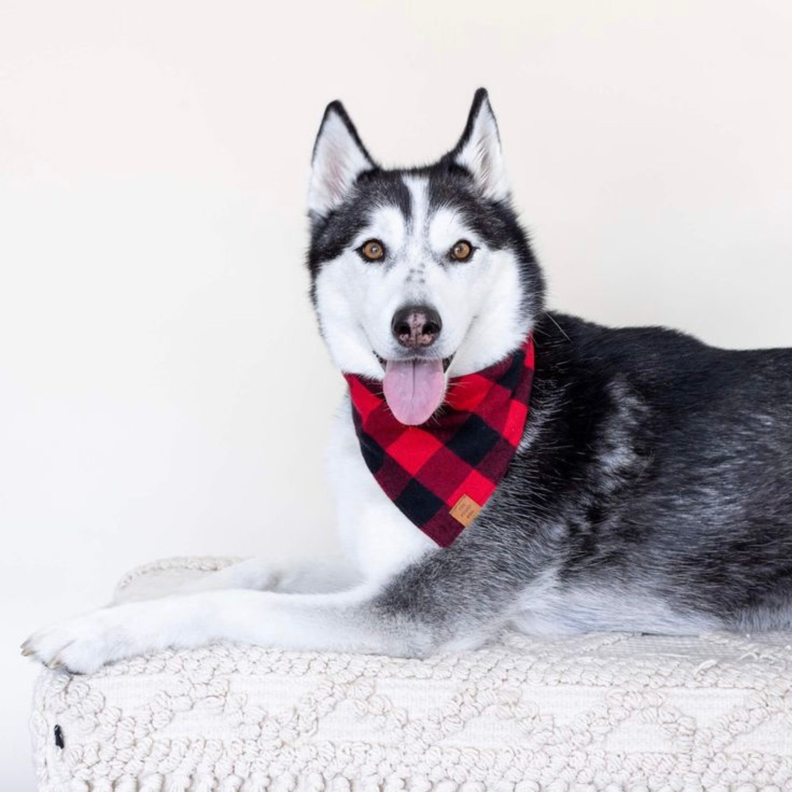 The Foggy Dog Bandana