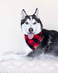 The Foggy Dog Bandana - Horse & Hound Tack Shop