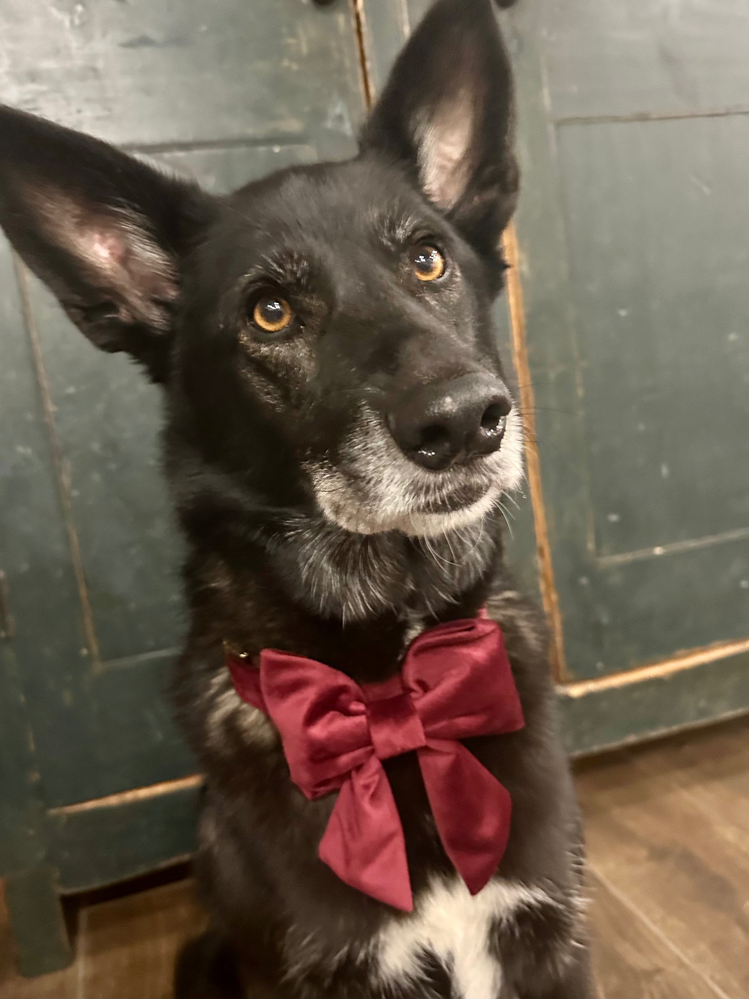 Big dog bow hot sale tie