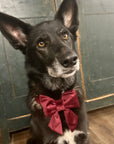 Large Dog Bow