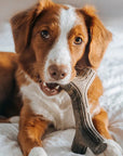Benebone Durable Dog Chews - Horse & Hound Tack Shop