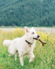 Benebone Durable Dog Chews - Horse & Hound Tack Shop