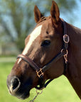 Sage Family Padded Leather Halter with Rose Gold