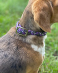 Leads N’ Beads Dog Collar - Horse & Hound Tack Shop