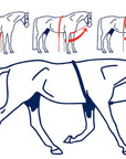 Shires Soft Lunging Aid