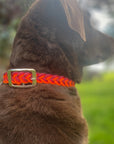 Leads N’ Beads Dog Collar - Horse & Hound Tack Shop