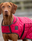 Digby & Fox Quilted Dog Coat - Horse & Hound Tack Shop