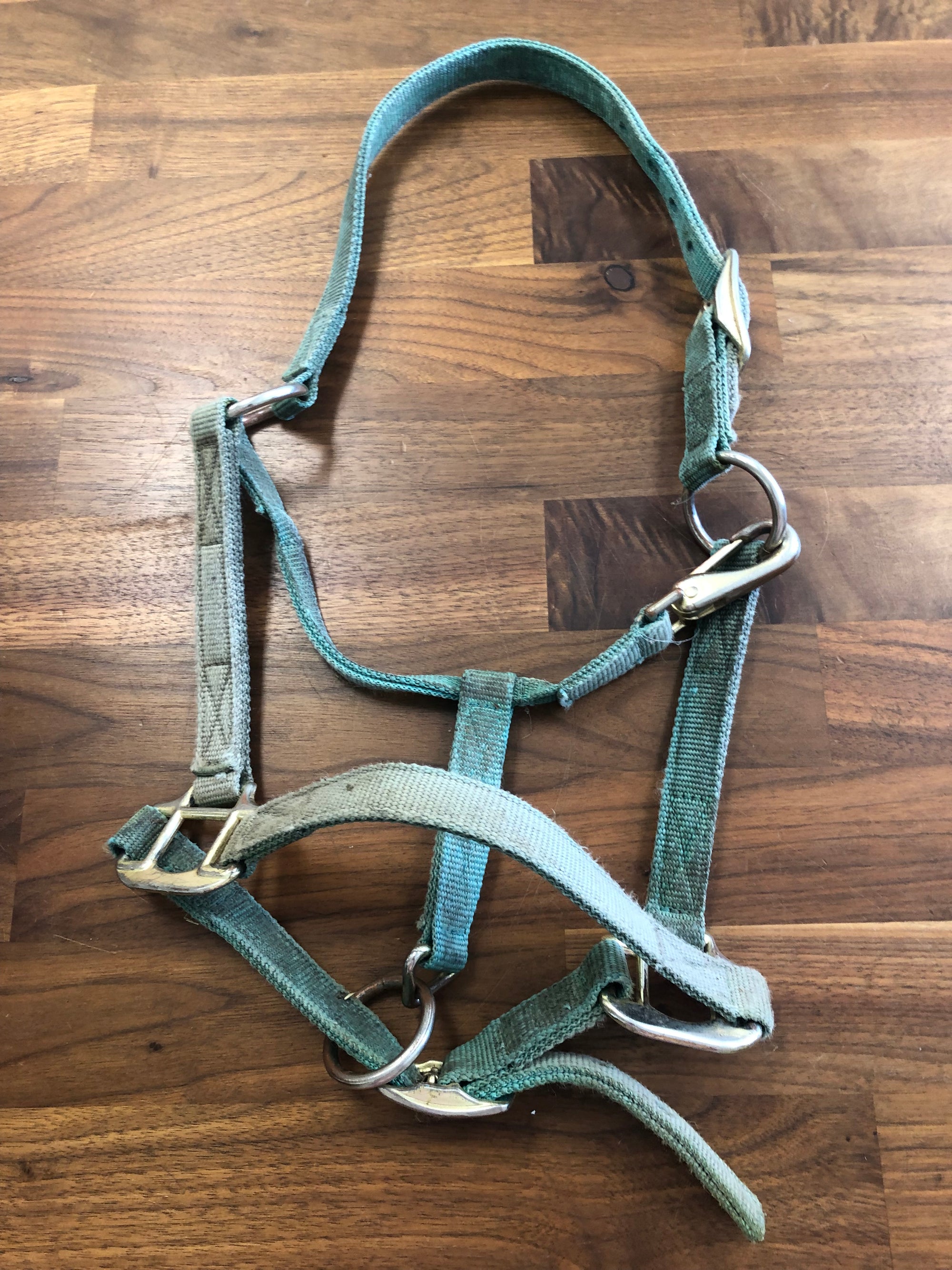 Teal Pony Halter