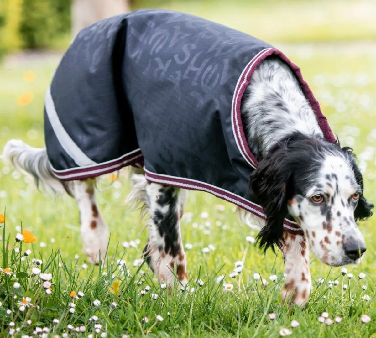 Dog Rip Rug Horseware Amigo® Ripstop Dog Rug