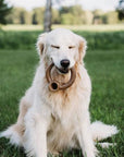 Benebone Bacon Ring - Horse & Hound Tack Shop 