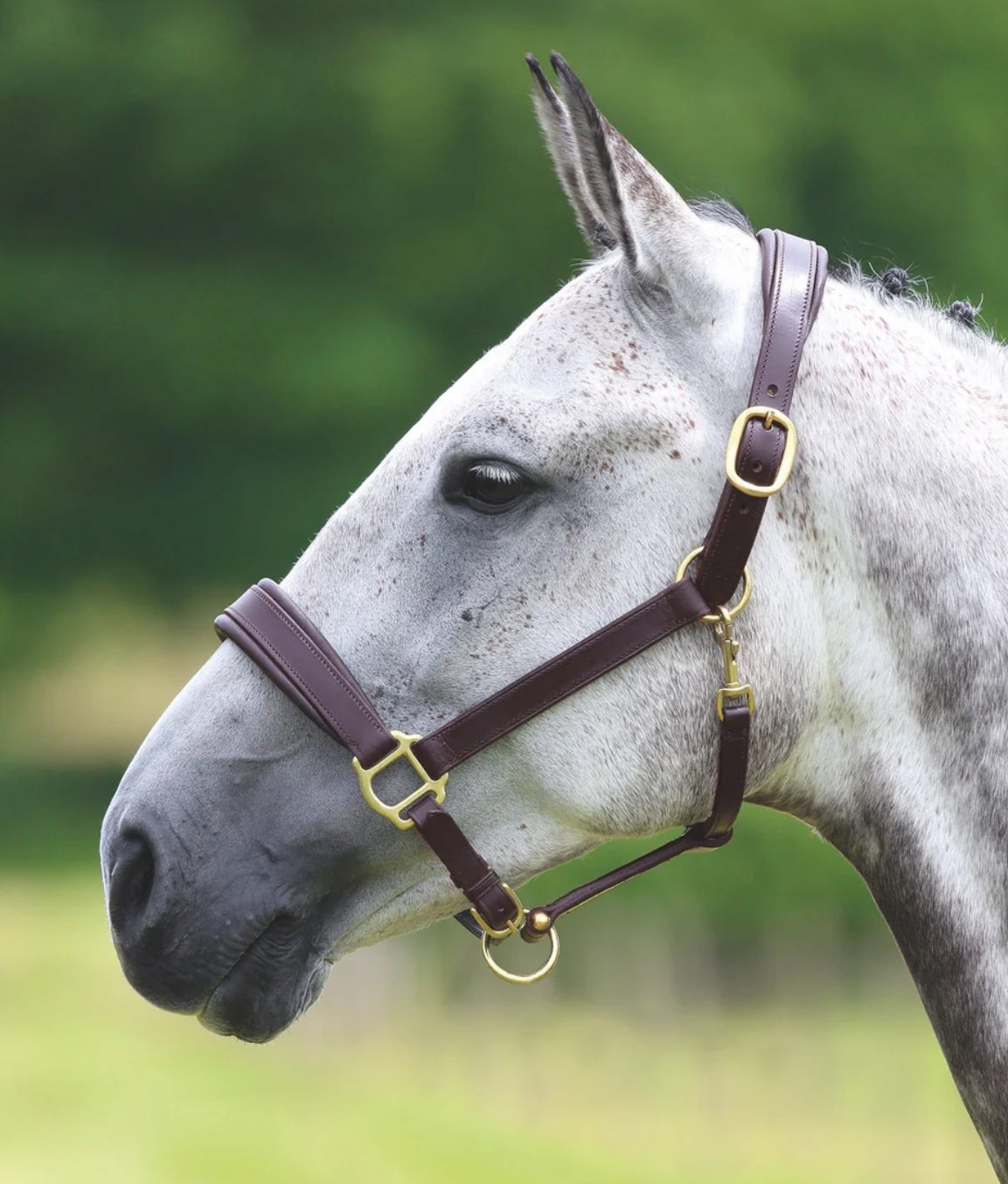 Velociti GARA Leather Travel Headcollar - Horse & Hound Tack Shop 