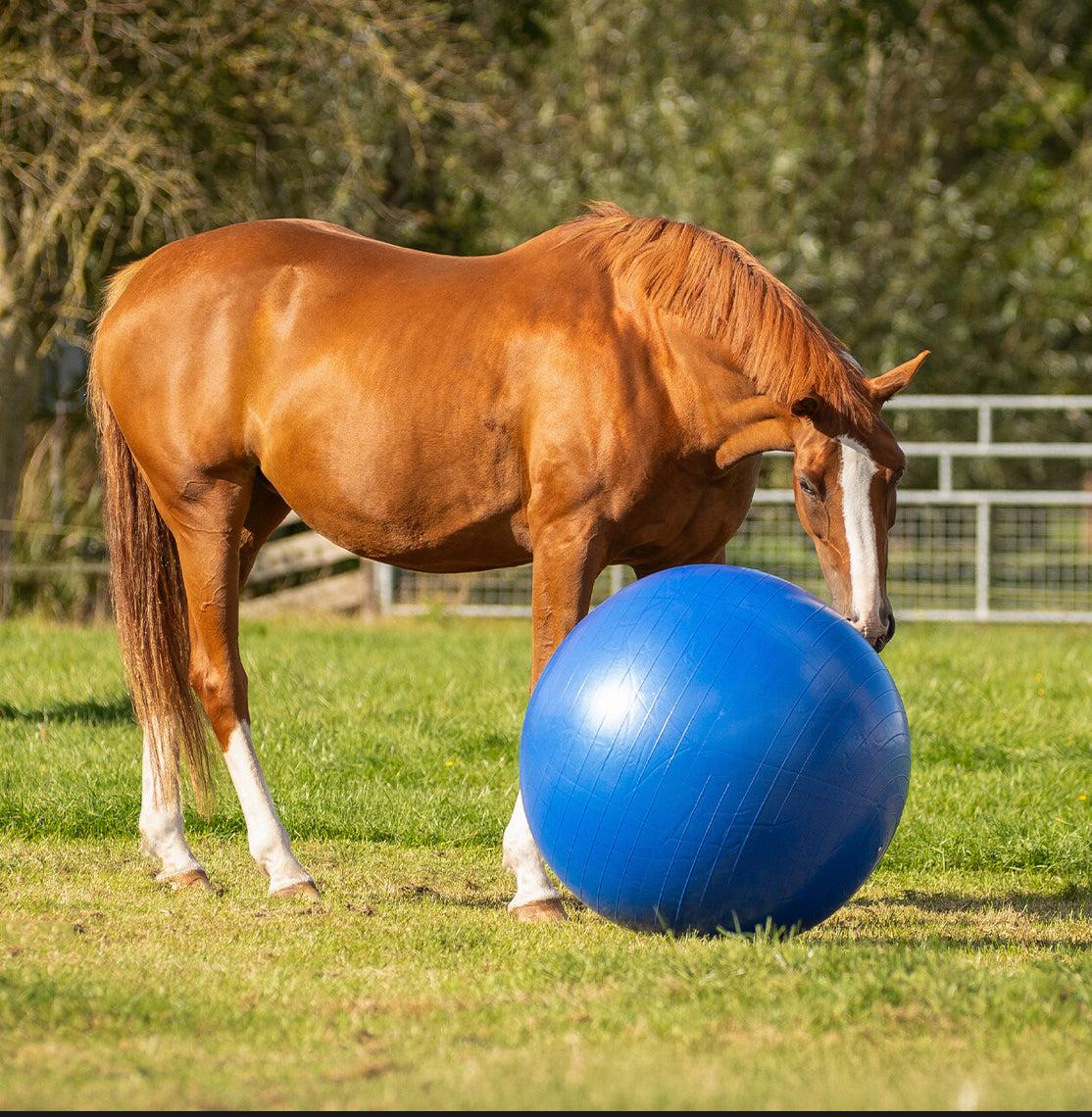 QHP Horse Paddock Ball