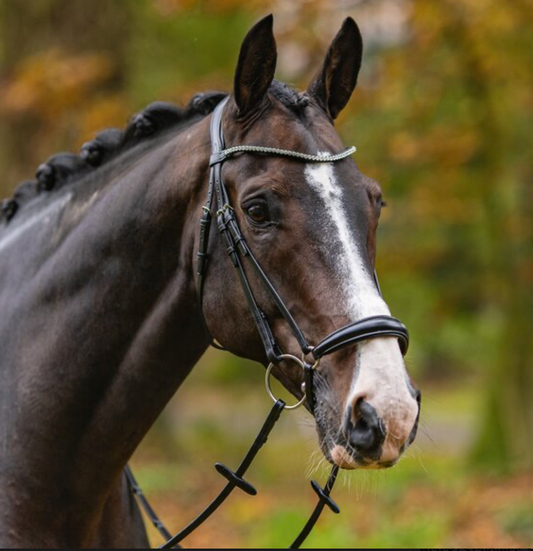 Passier Confidence Bridle - Horse & Hound Tack Shop 