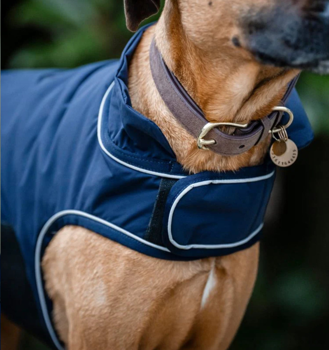 Horseware Signature Padded Dog Coat - 100g - Horse &amp; Hound Tack Shop 