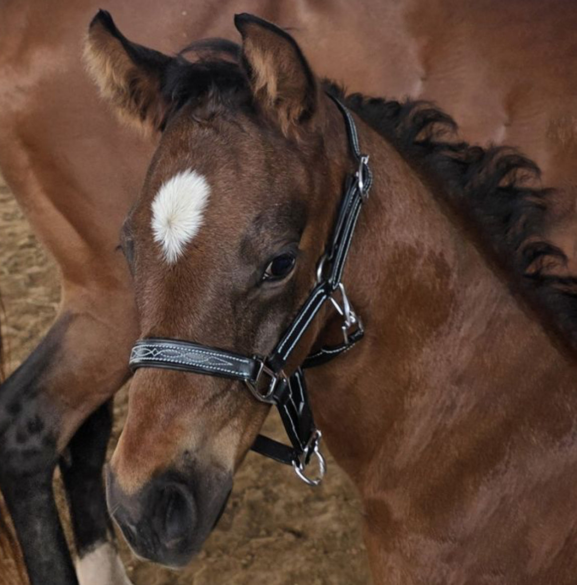 Fancy Stitched Halter for Mini/foal, small or large pony