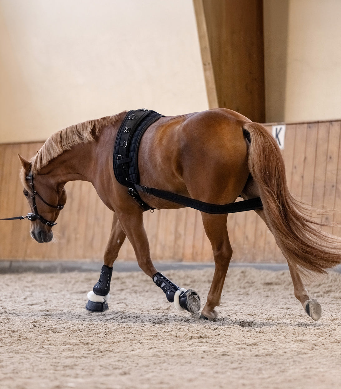 Waldhausen Body Bandage - Horse &amp; Hound Tack Shop 