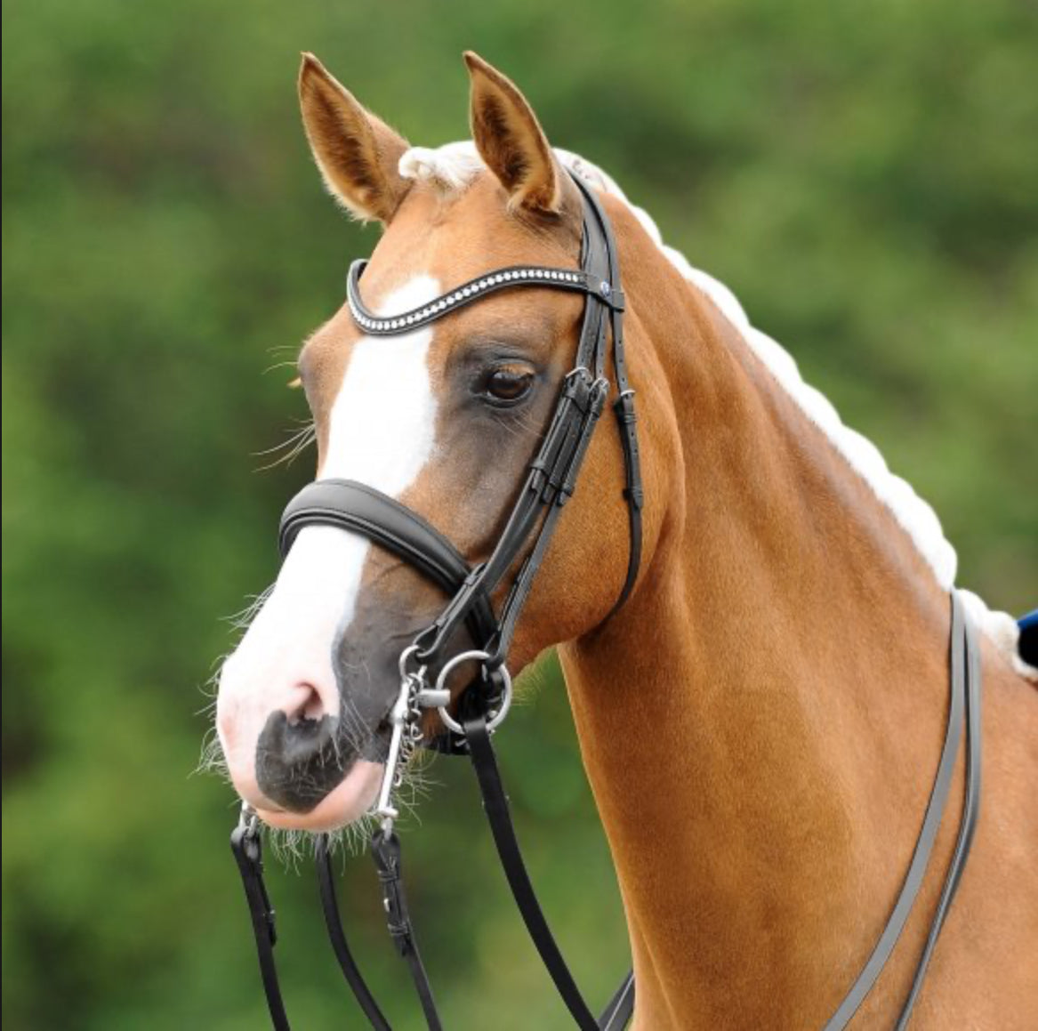 PASSIERBLU Dream Double Bridle