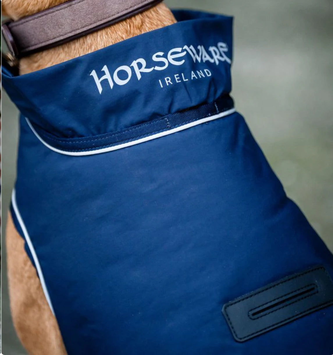 Horseware Signature Padded Dog Coat - 100g - Horse &amp; Hound Tack Shop 