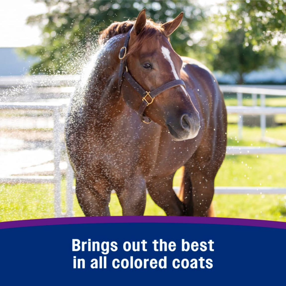 Farnam Vetrolin White 'N Brite - Horse & Hound Tack Shop 