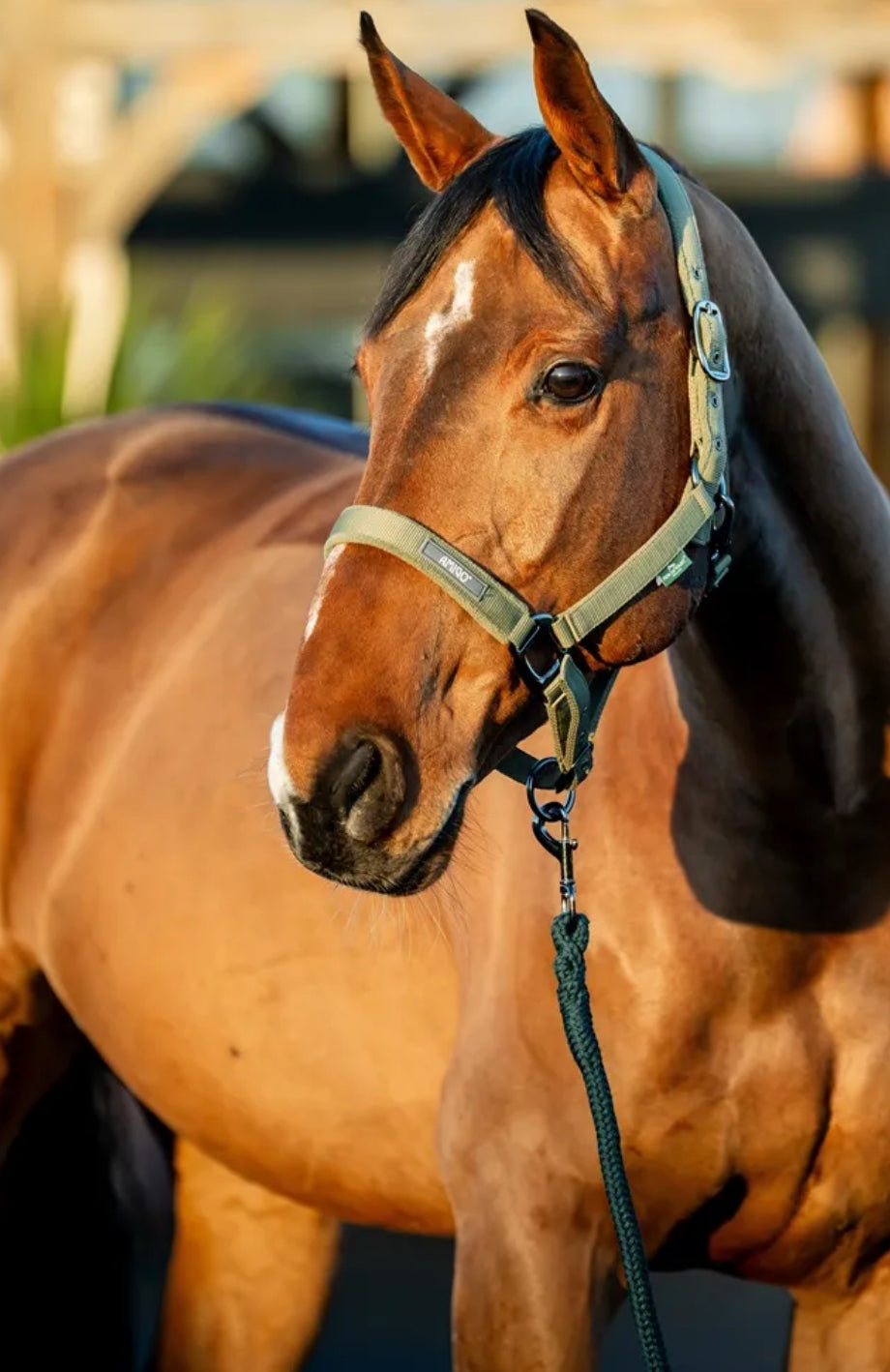Amigo Headcollar & Leadrope Set - Horse & Hound Tack Shop 