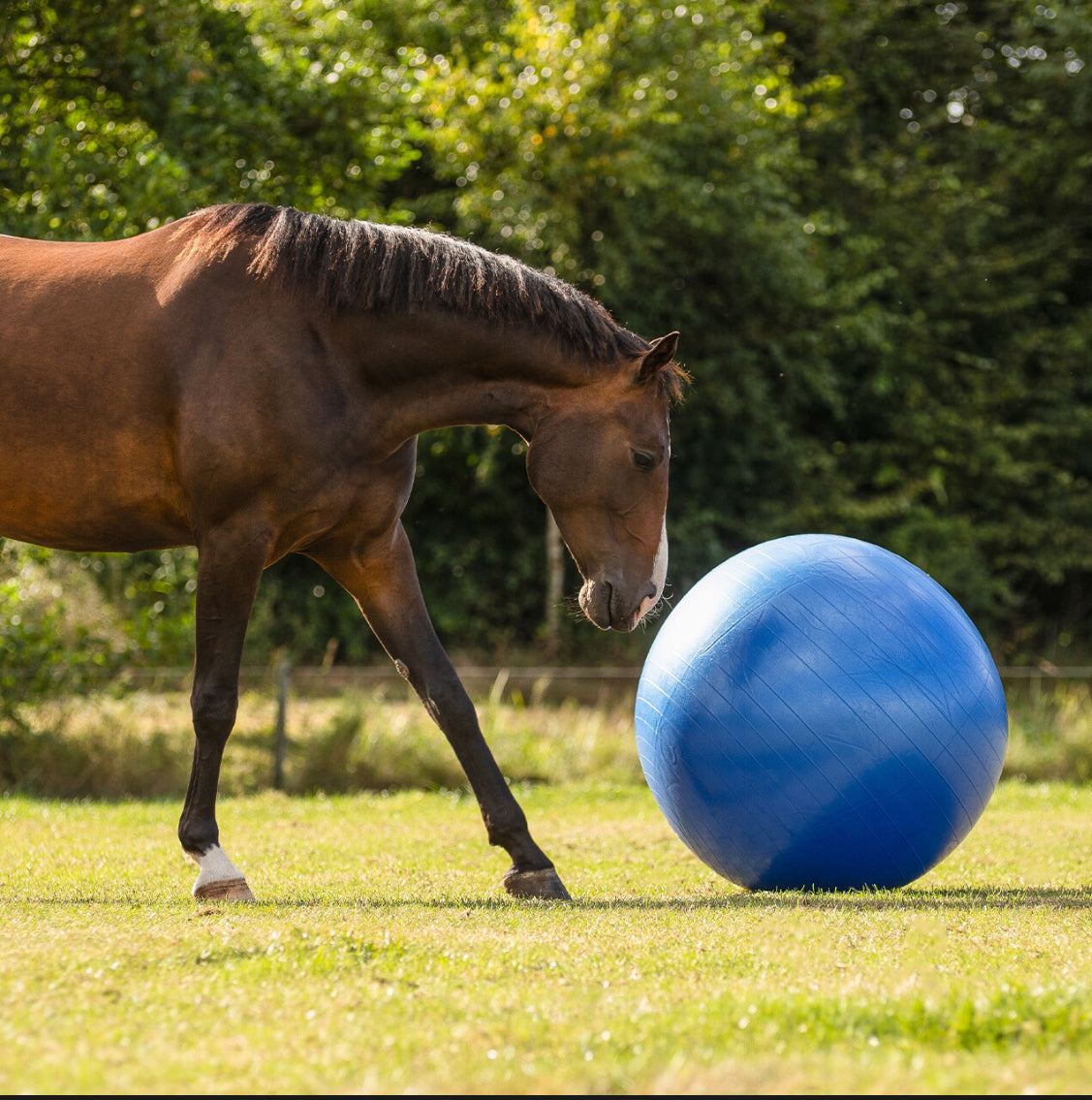 QHP Horse Paddock Ball