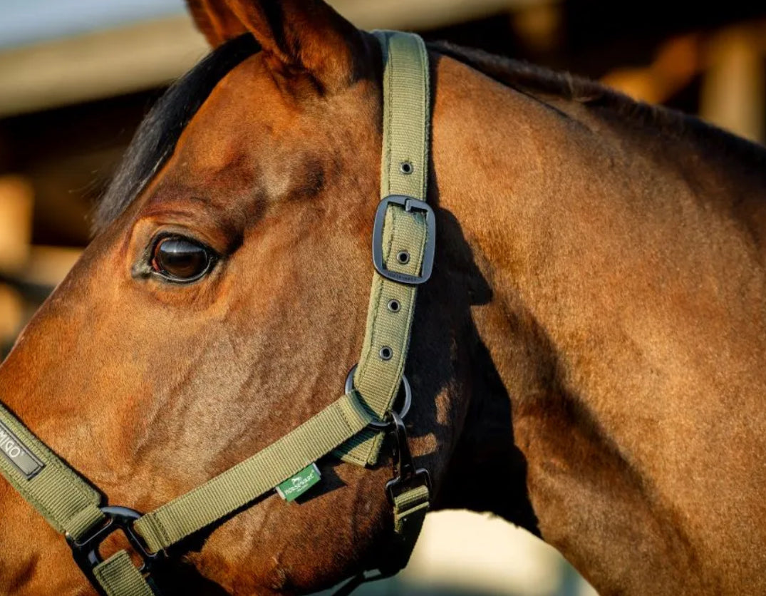 Amigo Headcollar & Leadrope Set - Horse & Hound Tack Shop 