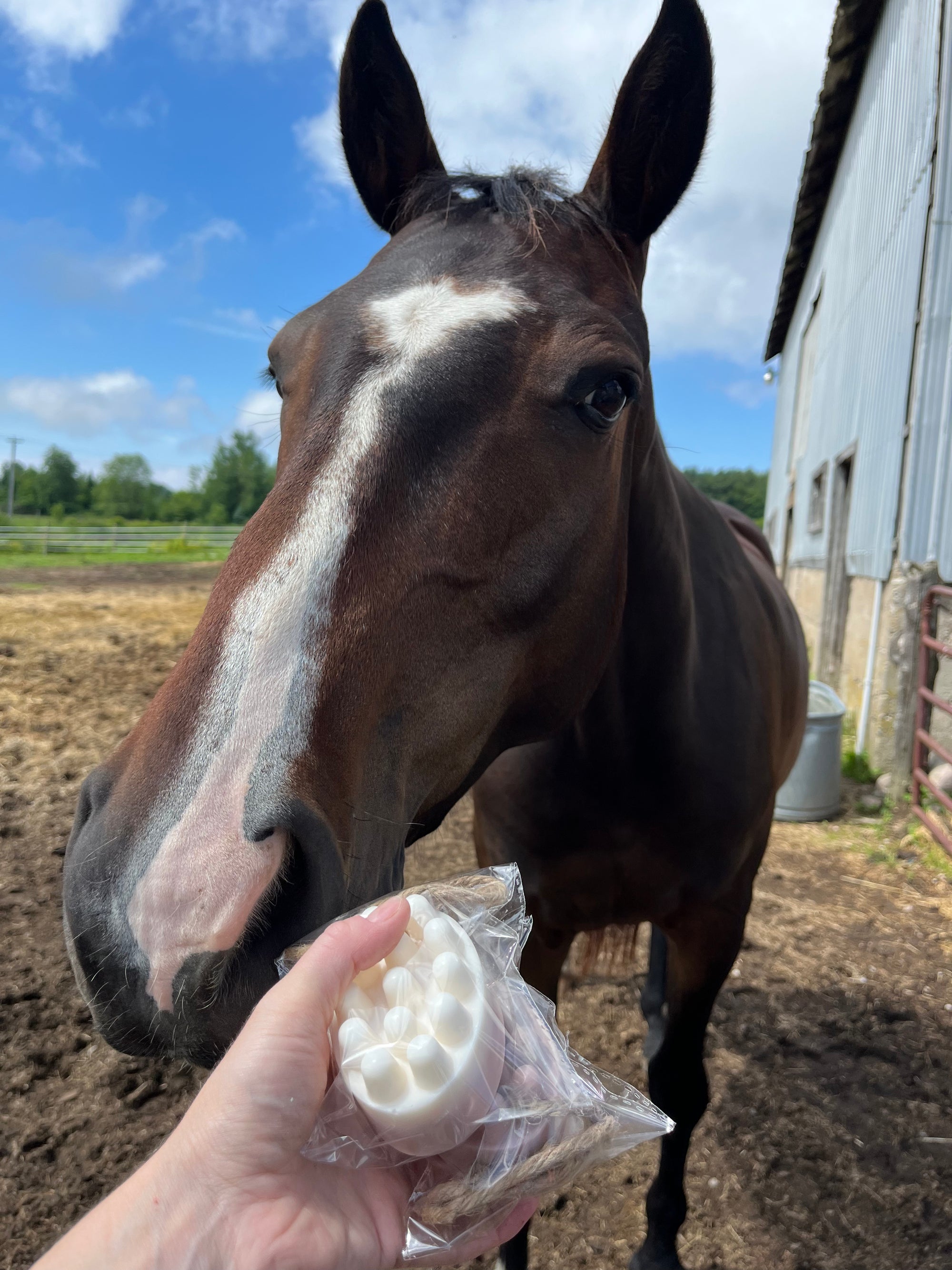 Full Circle Farm Horse Shampoo Bars